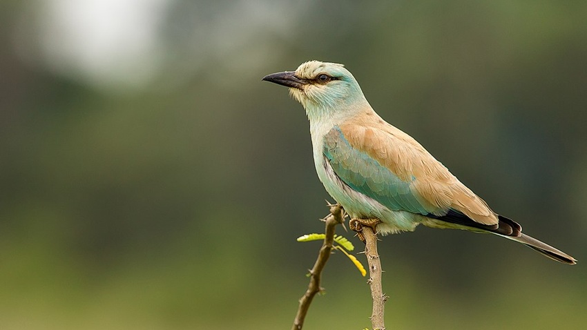 A European Roller at Hessarghatta, Bangalore. Image by Sumeet Moghe via Wikimedia Commons (CC BY-SA 3.0)