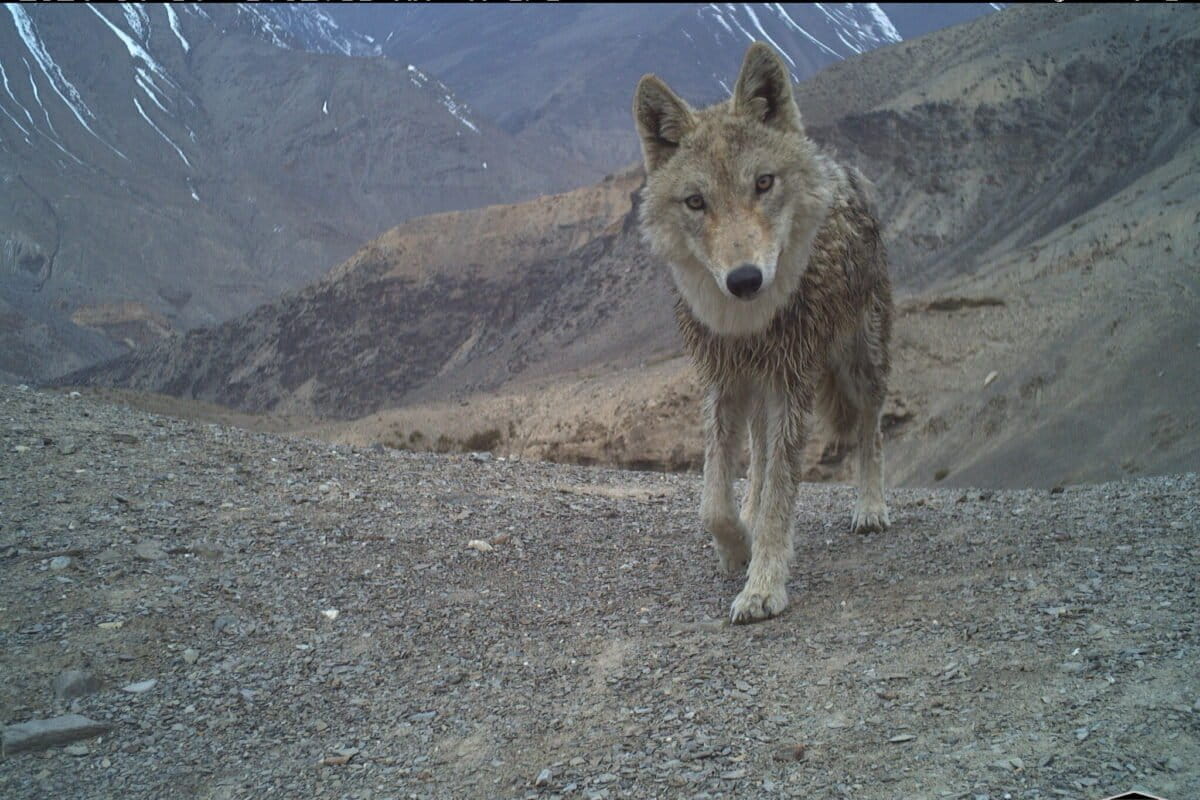 A Himalayan wolf captured by a camera trap shown the presence of meso-carnivores across the Trans-Himalayan landscape. Image courtesy of the Nature Conservation Foundation and Himachal Pradesh Forest Department.