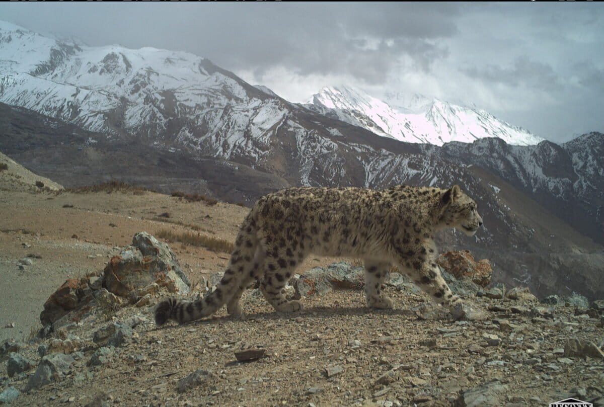 A snow leopard captured on a camera trap during the 2024–25 state-wide population assessment in Himachal Pradesh. Image courtesy of the Nature Conservation Foundation and Himachal Pradesh Forest Department.