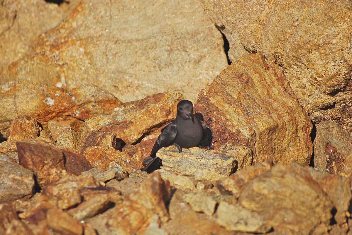 Wilson's storm petrel at its nest in Larsemann Hills, East Antarctica. Image by Anant Pande, Indian Antarctic Program.
