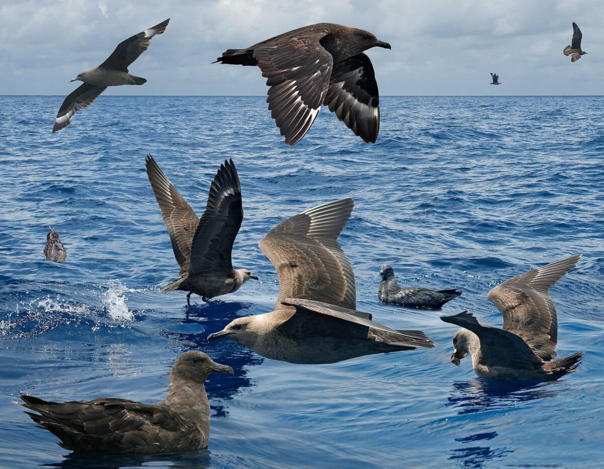 South polar skuas, migratory seabirds, cross oceans between their breeding and non-breeding destinations. Image by Richard Crossley/Wikimedia Commons (CC BY-SA 3.0).