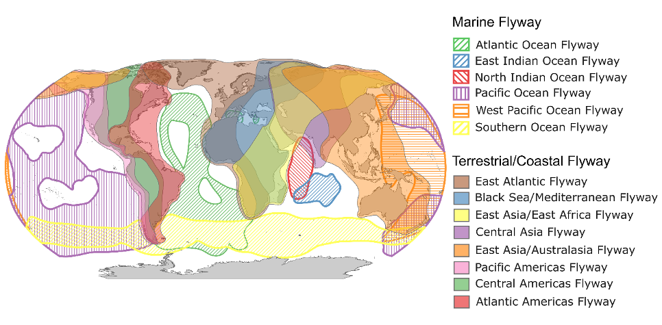 A map of the six marine flyways identified across four ocean basins in 2025, juxtaposed with the well-established terrestrial/coastal flyways. Marine flyways are the major routes migratory seabirds regularly use to travel between their breeding and non-breeding areas. Image by Morten, J. S et al. (2025) Global Ecology and Biogeography.