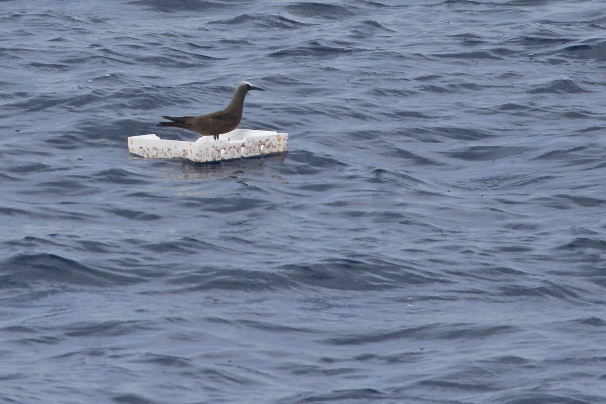 A brown noddy perched over floating waste in Lakshadweep. Image by Mike Prince/Flickr (CC BY 2.0).