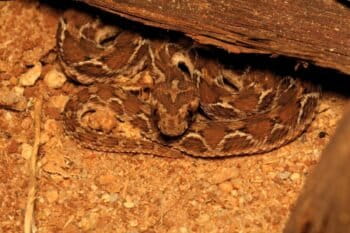 A saw-scaled viper (Echis carinatus). Image by Rohit via Wikimedia Commons (CC BY-SA 4.0).