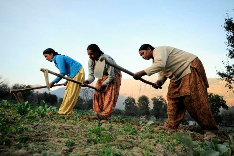 Farmers plant vegetables near Kullu, Himachal Pradesh where previously apples were planted. However, rising temperatures caused farmers to abandon the crop and switch to vegetables. Image by CIAT via Wikimedia Commons (CC BY-SA 2.0).