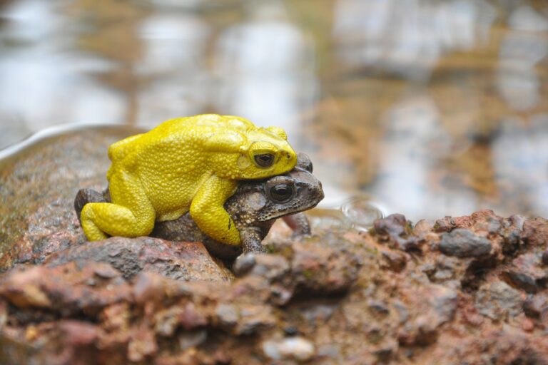 To find out how well the toads themselves recognise mating colour signals, researchers recorded the skin colours of toads gathered at a rock pool and fed the data into a computer model that simulated toad vision, revealing they could easily detect the contrast between yellow males and the brown females. Image by Susanne Stückler and Doris Preininger.