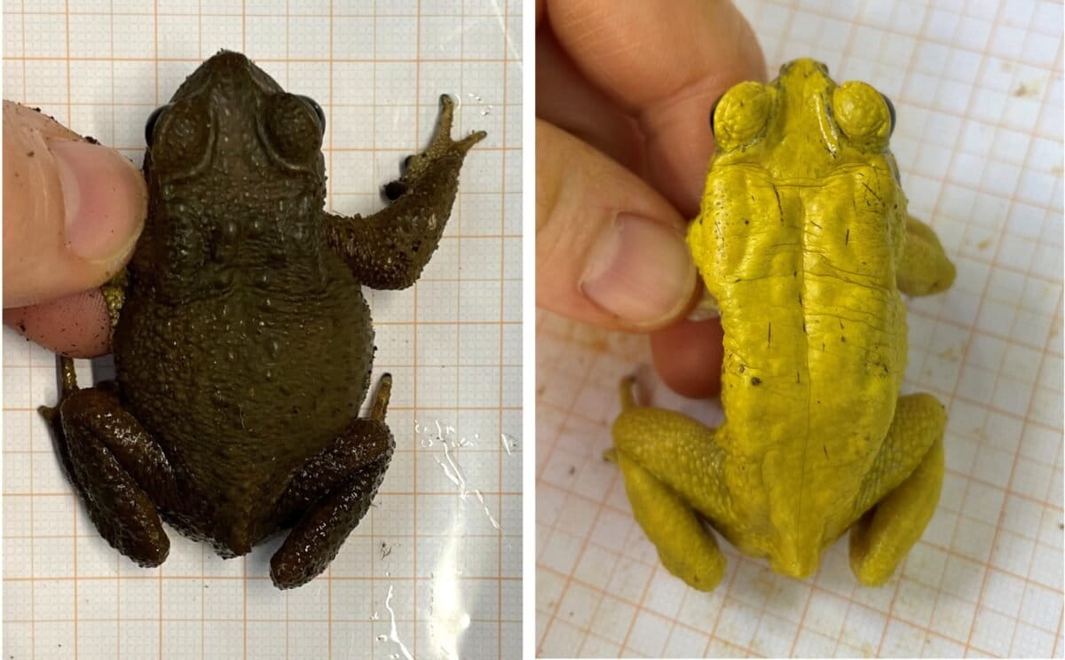 A male non-breeding (left) and breeding (right) Asian common toad. When the first monsoon rains hit, rain pools offer a stage for the breeding of these toads. Male toads that are usually a dull brown turn bright yellow to signal readiness for mating, in a phenomenon called “dynamic sexual dichromatism”. Images by Susanne Stückler and Doris Preininger.