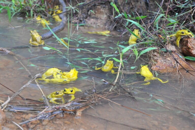 Every monsoon, male Asian common toads temporarily don their bright breeding hue in a rain pool, as they look for females. Image by Susanne Stückler and Doris Preininger.