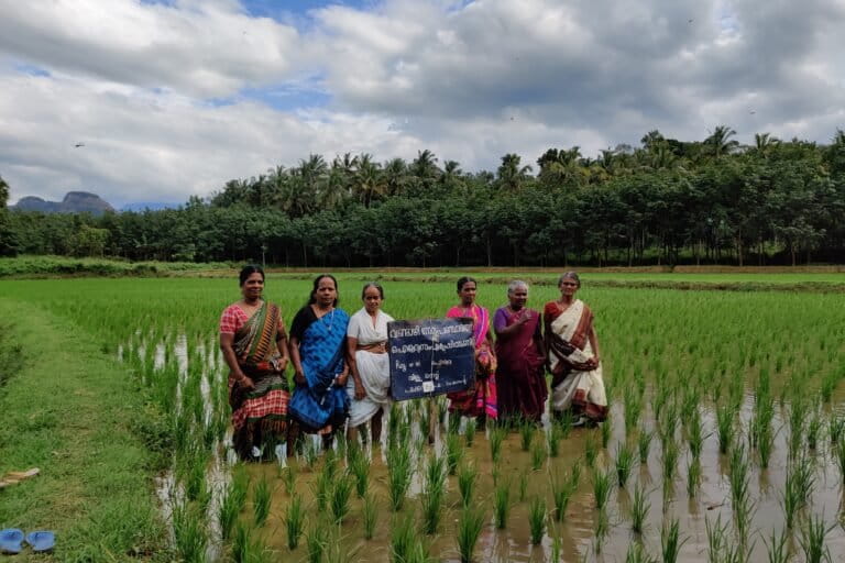 Farmers stand in a flooded paddy field in Palakkad district, Kerala. Rice cultivation, largely done by women, accounts for 48% of greenhouse gas (GHG) emissions. However, these “survival” emissions ensure livelihoods for poor farmers and food for half the global population. Image by Mahima Jain.