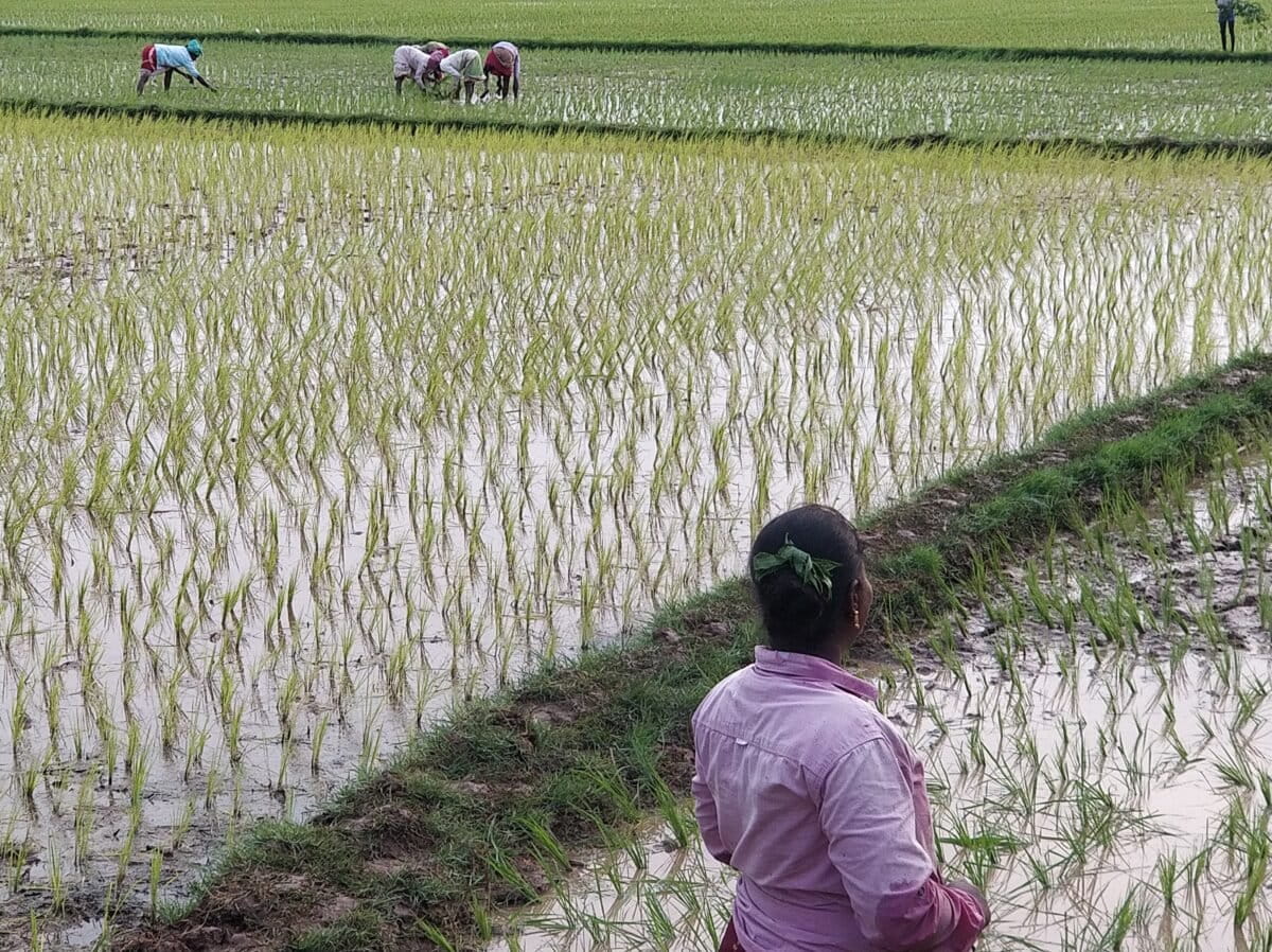 Rice cultivation involves transplanting seedlings into the farm. This back-breaking work is done by women farmers, who suffer waterborne diseases, skin conditions, dehydration, heat exhaustion, and other health issues associated with rice cultivation. Image by Mahima Jain.