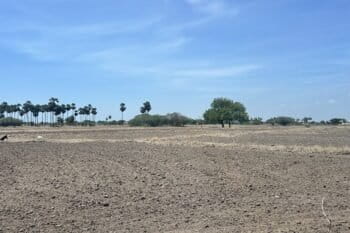 A dried out agricultural field in Keelasiruputhu near Ramanathapuram, impacted by oil exploration in the region. Image by K.A. Shaji.