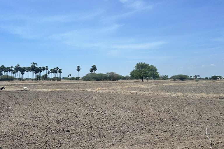 A dried out agricultural field in Keelasiruputhu near Ramanathapuram, impacted by oil exploration in the region. Image by K.A. Shaji.