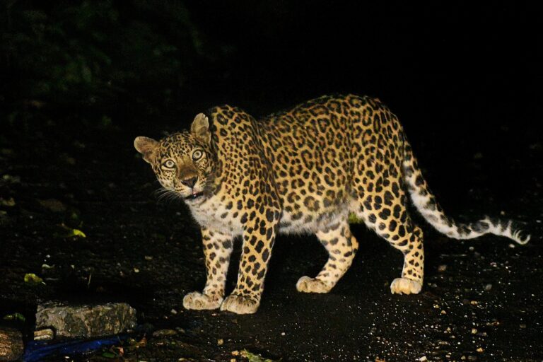 A leopard seen on the road to Sukhia Pokhri. Image by Prabin Subba.