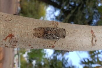 Cicadas begin calling when triggered by the first sunlight just before dawn. They even coordinate with each other just like particles in a magnet. Image by Rakesh Khanna.