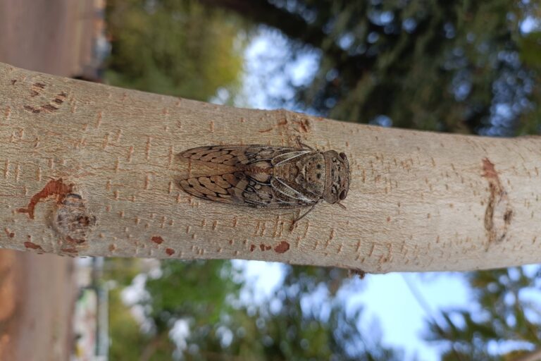 Cicadas begin calling when triggered by the first sunlight just before dawn. They even coordinate with each other just like particles in a magnet. Image by Rakesh Khanna.