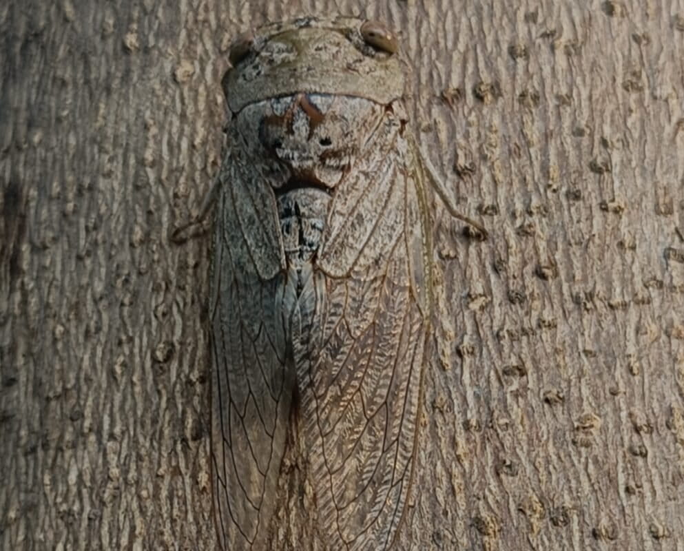 A cicada camouflaged against a tree branch in Hesaraghatta's scrubby, bamboo forest in April 2024. Image by Rakesh Khanna.