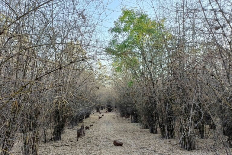 A bamboo forest in Hesaraghatta. Image by Rakesh Khanna.