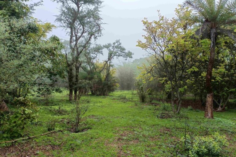 A shrubland in Hesaraghatta. Image by Rakesh Khanna.