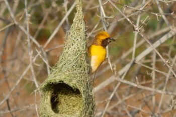 Salim Ali's first scientific paper was on the nesting of the baya or common weaverbird. His work is a testament to the fact that good science can rise from unexpected beginnings. Image by B. Vinoth.