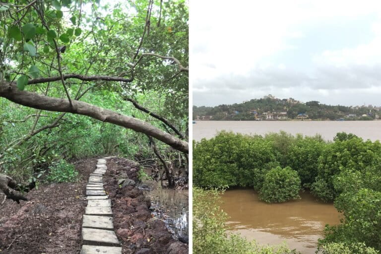 Salim Ali Bird Sanctuary in Chorao, Goa (left) and a view of the Mandovi river that flows next to the sanctuary (right). Images by Divya Kilikar/Mongabay.