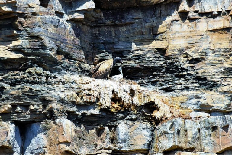 The long-billed vulture is a slow reproducer, typically raising only one nestling per year. Image by Ravikanth Manchiryala.