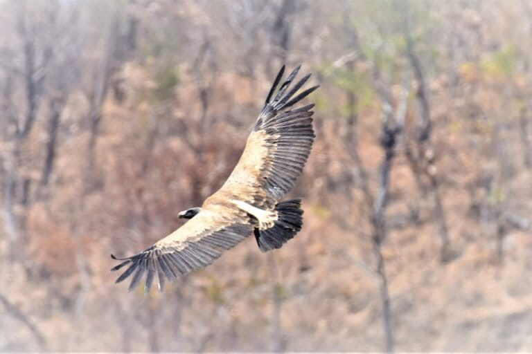A 14-year study on long-billed vultures (Gyps indicus) has revealed that they are breeding less successfully. Researchers compared breeding outcomes annually against environmental variables including temperature, rainfall, wind speed and direction, surface pressure, dew, and local water toxicity. Image by Ravikanth Manchiryala.