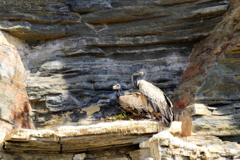 Vulture nest numbers have sharply declined in recent years, from 23 occupied nests in 2019 to just one in both 2022 and 2023, across two cliff-nesting colonies in the Kaghaznagar Forest Division and adjoining parts of the Deccan Plateau, at the junction of Telangana, Maharashtra, and Chhattisgarh. Image by Ravikanth Manchiryala.