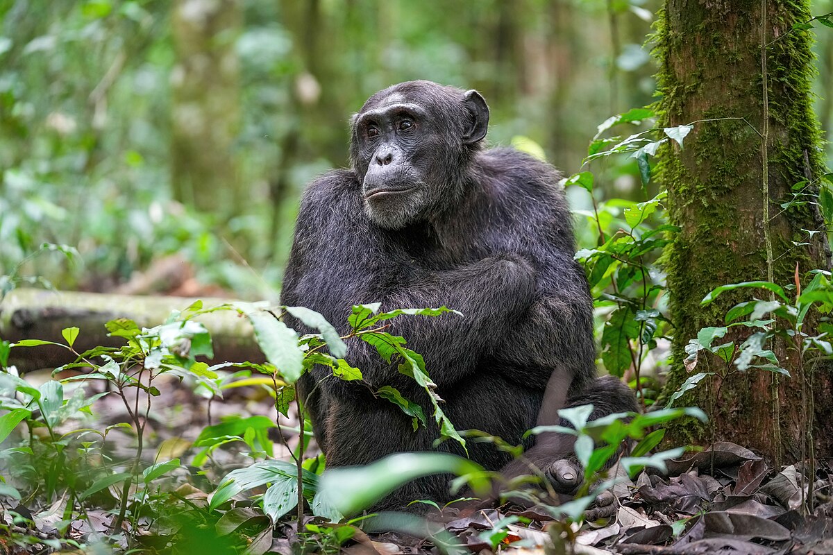 Representative image of a male chimpanzee at a national park. Image © Giles Laurent, gileslaurent.com via Wikimedia Commons (CC BY-SA 4.0).