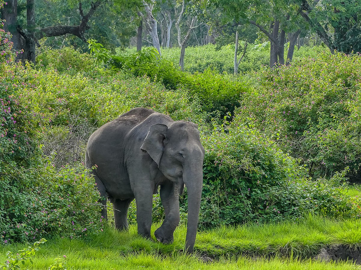 Representative image of an Asian elephant. Image by Mike Prince via Wikimedia Commons (CC BY SA 2.0).