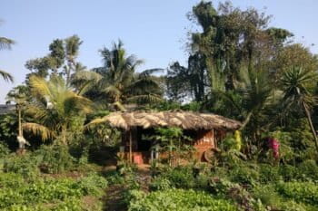 Adivasi Bhoir family’s home in Kelti Pada, where they grow and sell vegetables and fruits in their garden. Image courtesy of Amrita Bhattacharjee.