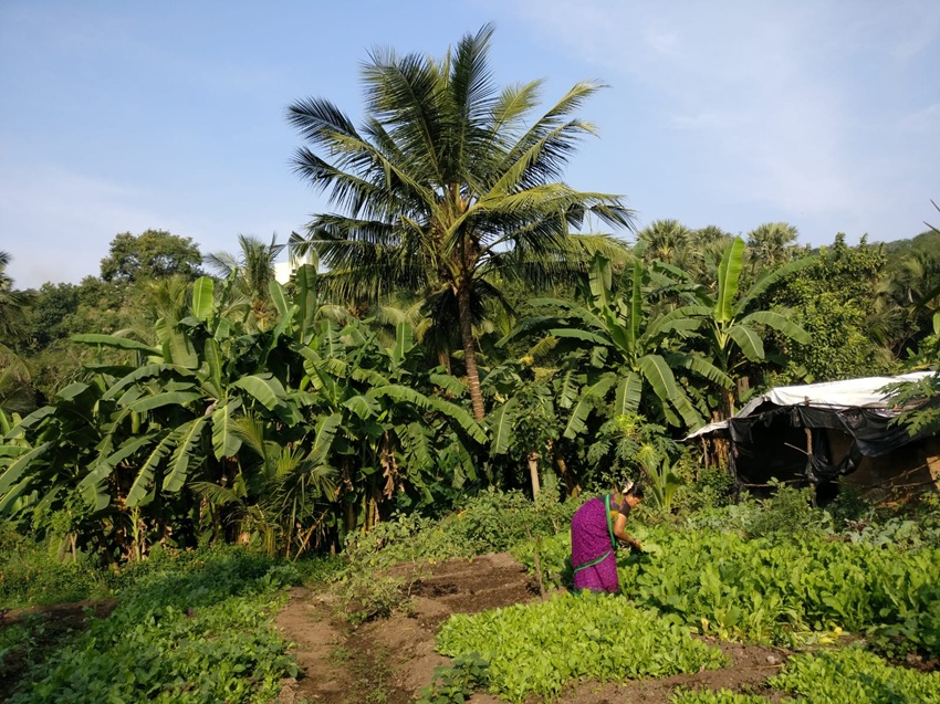 Pramila Bhoir, an Adivasi farmer, tending to her garden in Kelti Pada, Aarey Colony, an area classified as ESZ-2 under the draft zonal master plan. Image courtesy of Amrita Bhattacharjee.