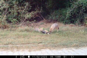 A camera trap image captures a pack of golden jackals feeding on a crowned river turtle. Image by Gourav Sonawane.