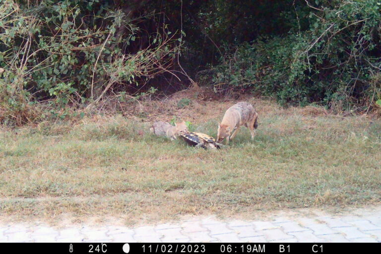 A camera trap image captures a pack of golden jackals feeding on a crowned river turtle. Image by Gourav Sonawane.