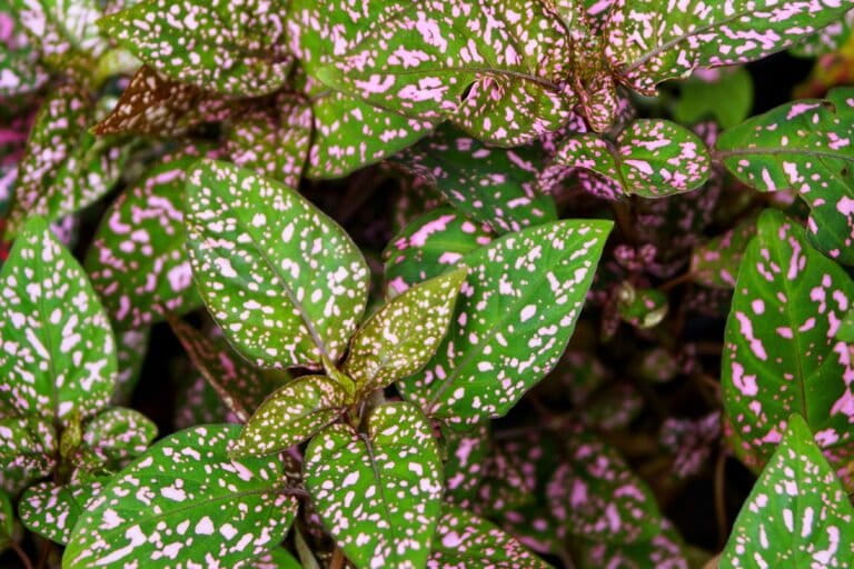 Hypoestes sanguinolenta, or the polka dot plant, is an invasive that was observed being sold as an ornamental plant in a nursery in Bengaluru. Image by Kesang Choden Bhutia.