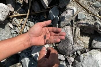 Edible insects being caught for consumption in Arunachal Pradesh. Image by Divya Kilikar/Mongabay.