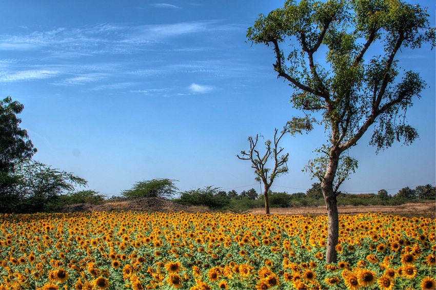 A sunflower farm in Lepakshi, Sri Sathya Sai district, Andhra Pradesh. Studies show that a significant share of India’s post-harvest losses occurs at the farm gate. Image by Navaneeth KN via Wikimedia Commons (CC BY-2.0).