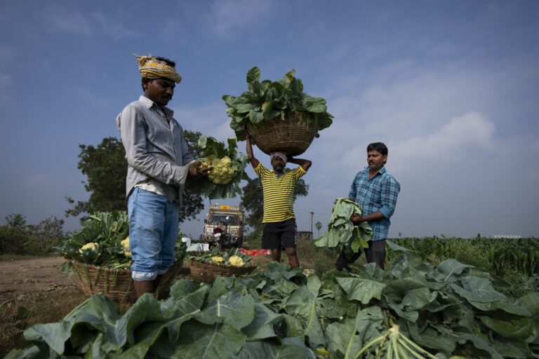 Farmers pack cauliflowers harvested at a farm in Pedavuppudu village, Guntur district, Andhra Pradesh. (AP Photo/Altaf Qadri)