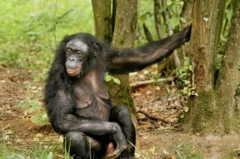 A female bonobo. Representative image by Hans Hillewaert via Wikimedia Commons (CC BY-SA 4.0).