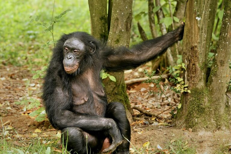 A female bonobo. Representative image by Hans Hillewaert via Wikimedia Commons (CC BY-SA 4.0).
