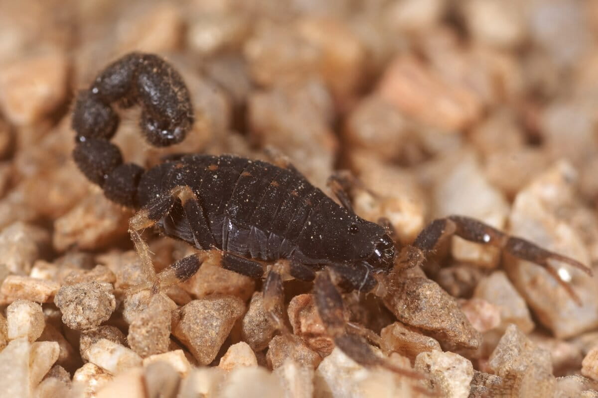 A specimen of Charmus laneus from Coimbatore, which is the type locality of Charmus indicus. C. indicus has now been synonymised with C. laneus. Image by Shauri Sulakhe.
