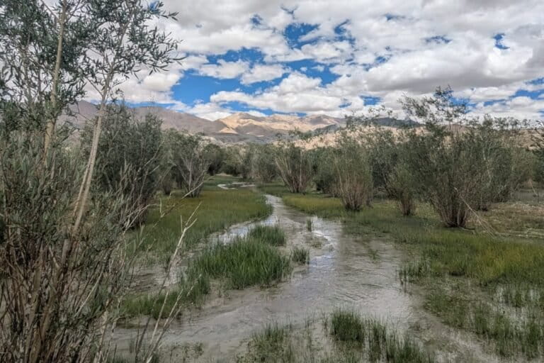A tree plantation near Hanley showing flood irrigation of a willow-poplar mixed plantation in an otherwise dry steppe habitat. Image by Mayank Kohli.