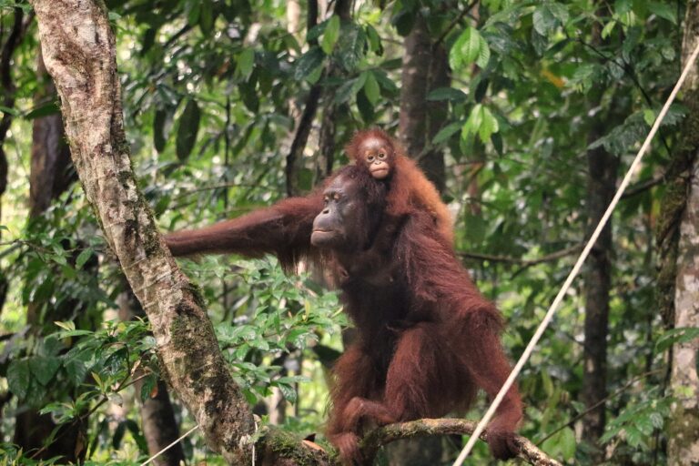 An orangutan with offspring in Betung Kerihun National Park, Indonesia. Representative image by Sabar Minsyah via Wikimedia Commons (CC BY-SA 4.0).
