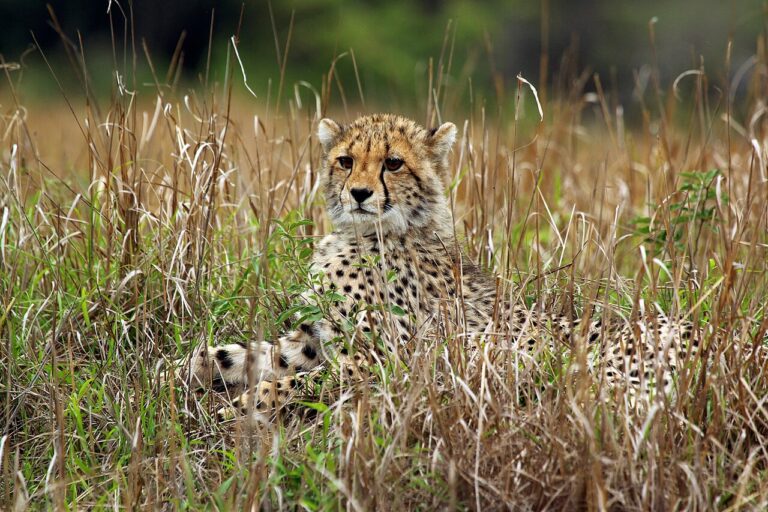 A cheetah cub in Phinda Private Game Reserve, South Africa. Representative image by Charles J. Sharp via Wikimedia Commons (CC BY-SA 4.0).