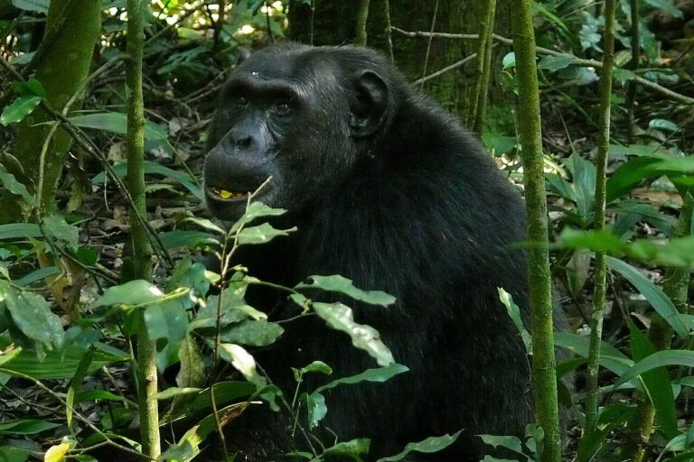 A chimpanzee in Kibale Forest National Park, Uganda. Representative image by Bernard Dupont via Wikimedia Commons (CC BY-SA 2.0).