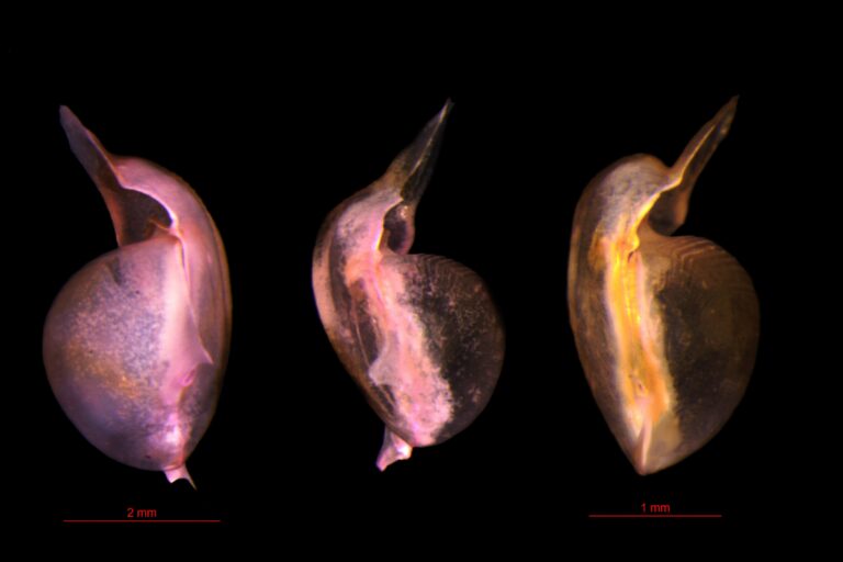 Lateral views of D. grayi, D. deshayesi and D. strangulata. Images by Shah et al.