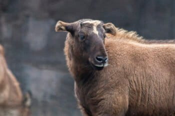 A Mishmi takin (Budorcas taxicolor). Representative image from a zoo by Hans de Bisschop via Wikimedia Commons (CC BY-NC-ND 2.0).