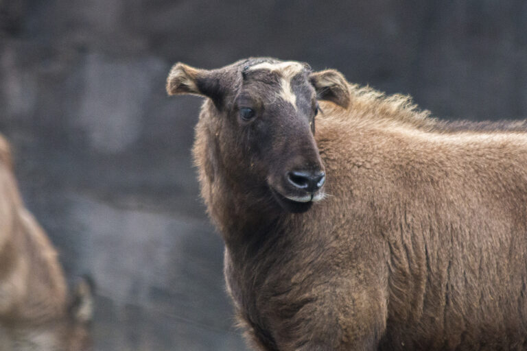 A Mishmi takin (Budorcas taxicolor). Representative image from a zoo by Hans de Bisschop via Wikimedia Commons (CC BY-NC-ND 2.0).