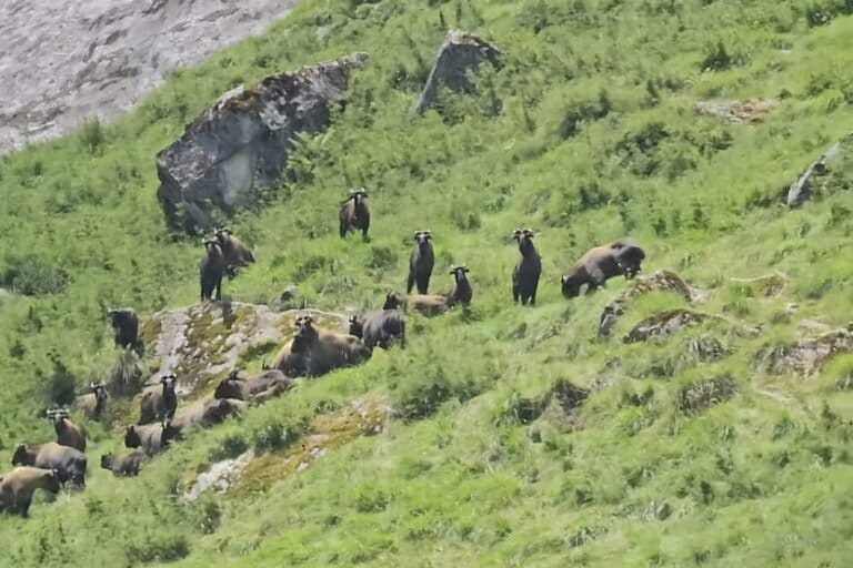 A herd of Mishmi takin grazing in the Aeyo Valley in August 2024. The species inhabits elevations of 1,800-4,000 metres, moving to alpine weadows during summers and descending to forest slopes in the winters. Its secretive behaviour and remote habitat make sightings rare. Image by Apang Mihu.