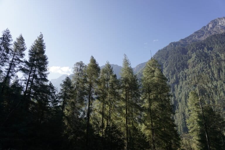 Forested slopes in Dibang Valley. The Mishmi takin thrives in cold, wet, rugged slopes with dense forest and subalpine meadows. Image by Divya Kilikar/Mongabay.