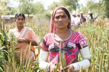 Farmers display their pearl millet crop. Representative image by ICRISAT via Flickr (CC BY-NC 2.0).
